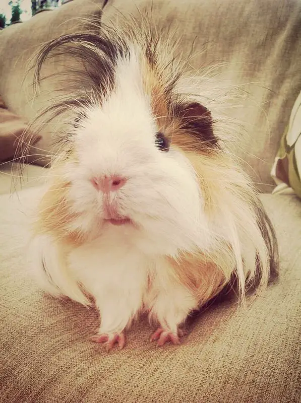 Cute Guinea Pig Pictures | Guinea Pig Hub