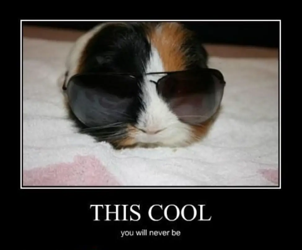 Guinea Pig Memes | Guinea Pig Hub