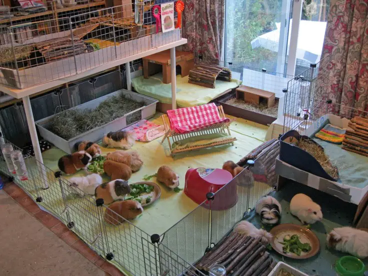 Amazing Guinea Pig Cages | Guinea Pig Hub