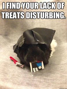 Guinea Pig Memes | Guinea Pig Hub
