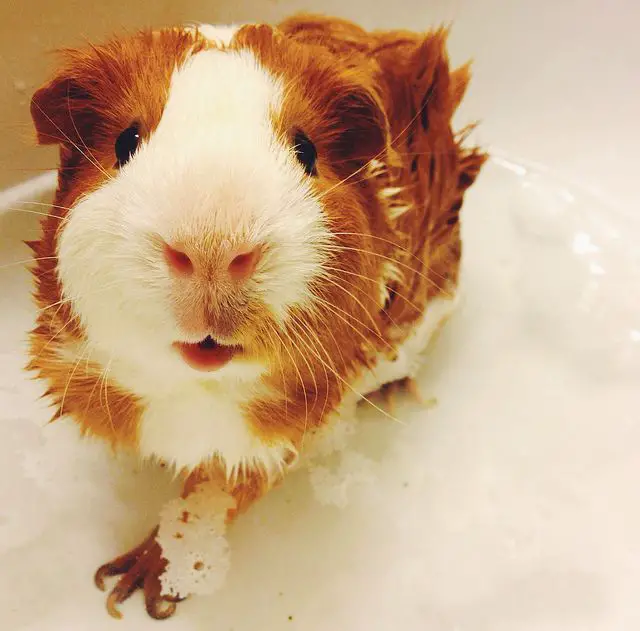 Cute Guinea Pig Pictures | Guinea Pig Hub