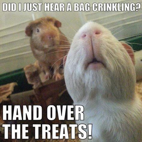 pig guinea memes pigs funny hand meme treats care humor them animals animal eating gang hahaha bag clean cavy pet