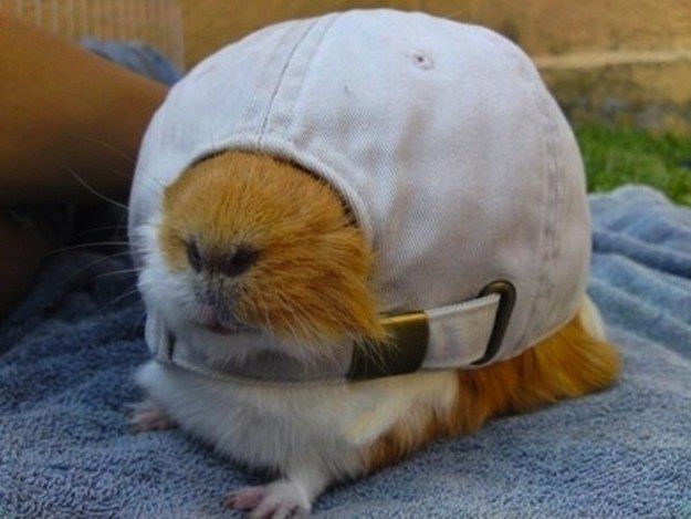 Képtalálat a következőre: „guinea pig funny”