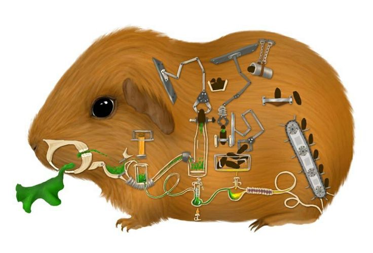 Guinea Pig Art | Guinea Pig Hub