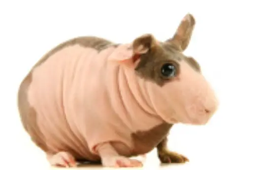 What are hairless guinea pigs called?