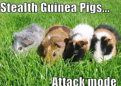 Guinea Pig Memes | Guinea Pig Hub