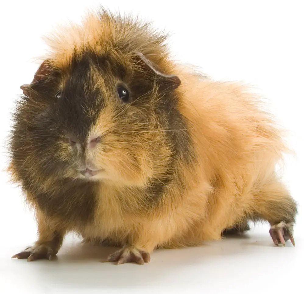 tri colored abyssinian guinea pig