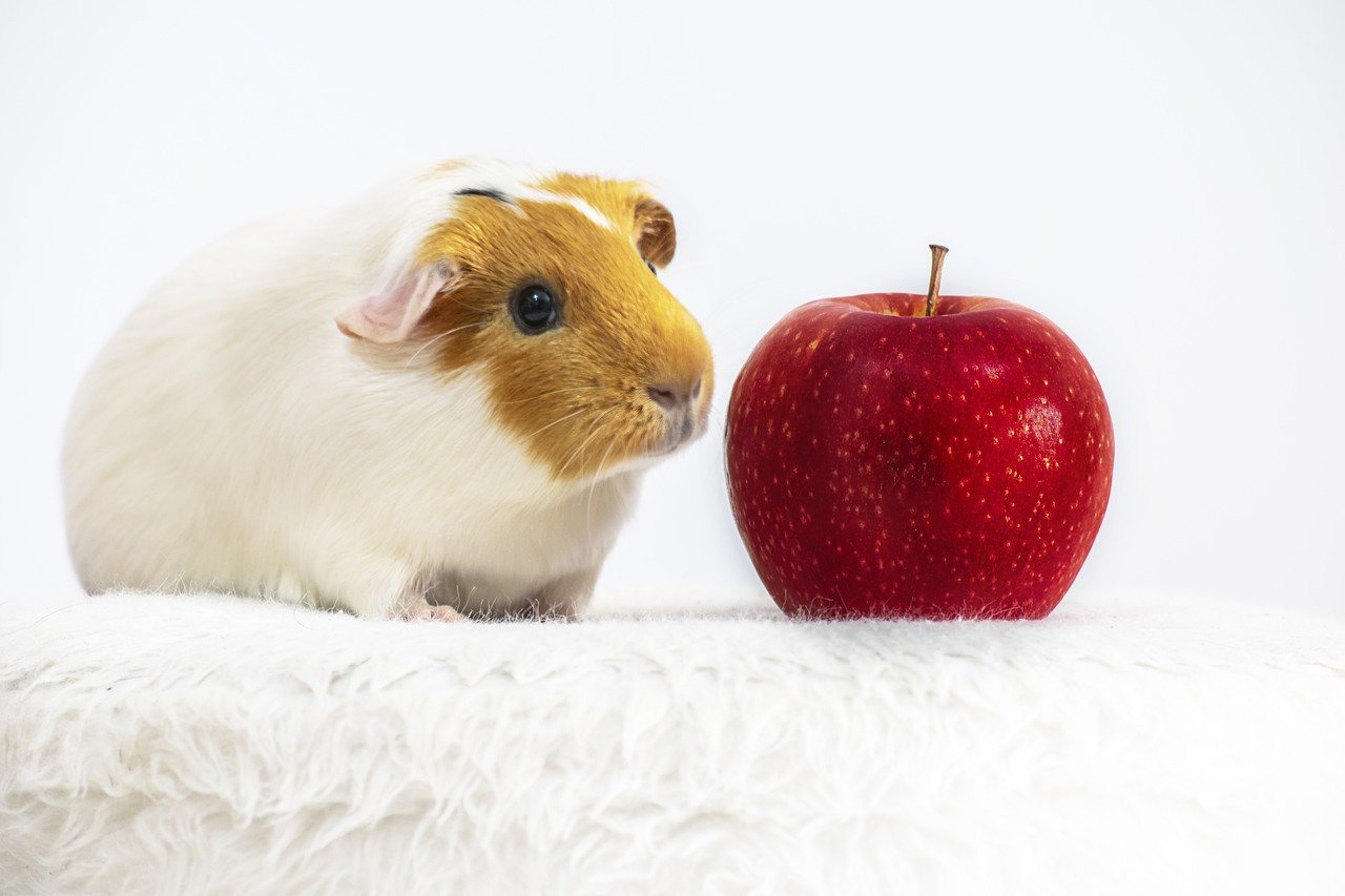 are guinea pigs allowed to eat apples