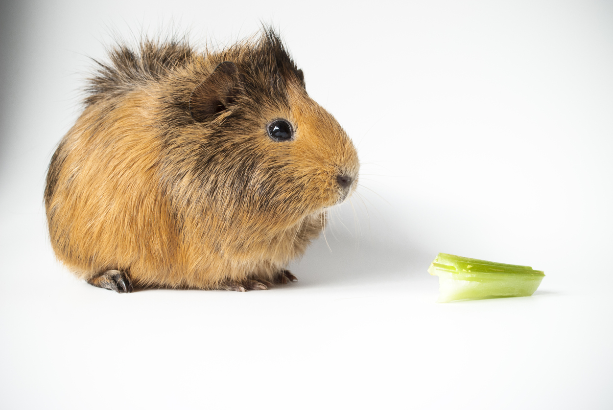 celery leaves for guinea pigs