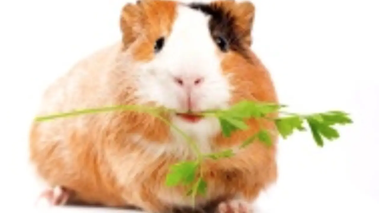 Guinea Pig Weight Chart