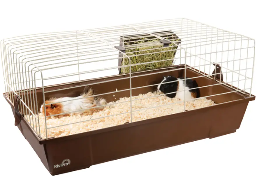 how much space do guinea pigs need