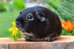 are grapes okay for guinea pigs