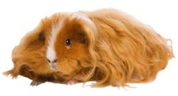 Texel Guinea Pig - Features, Origins & Care Guide | Guinea Pig Hub