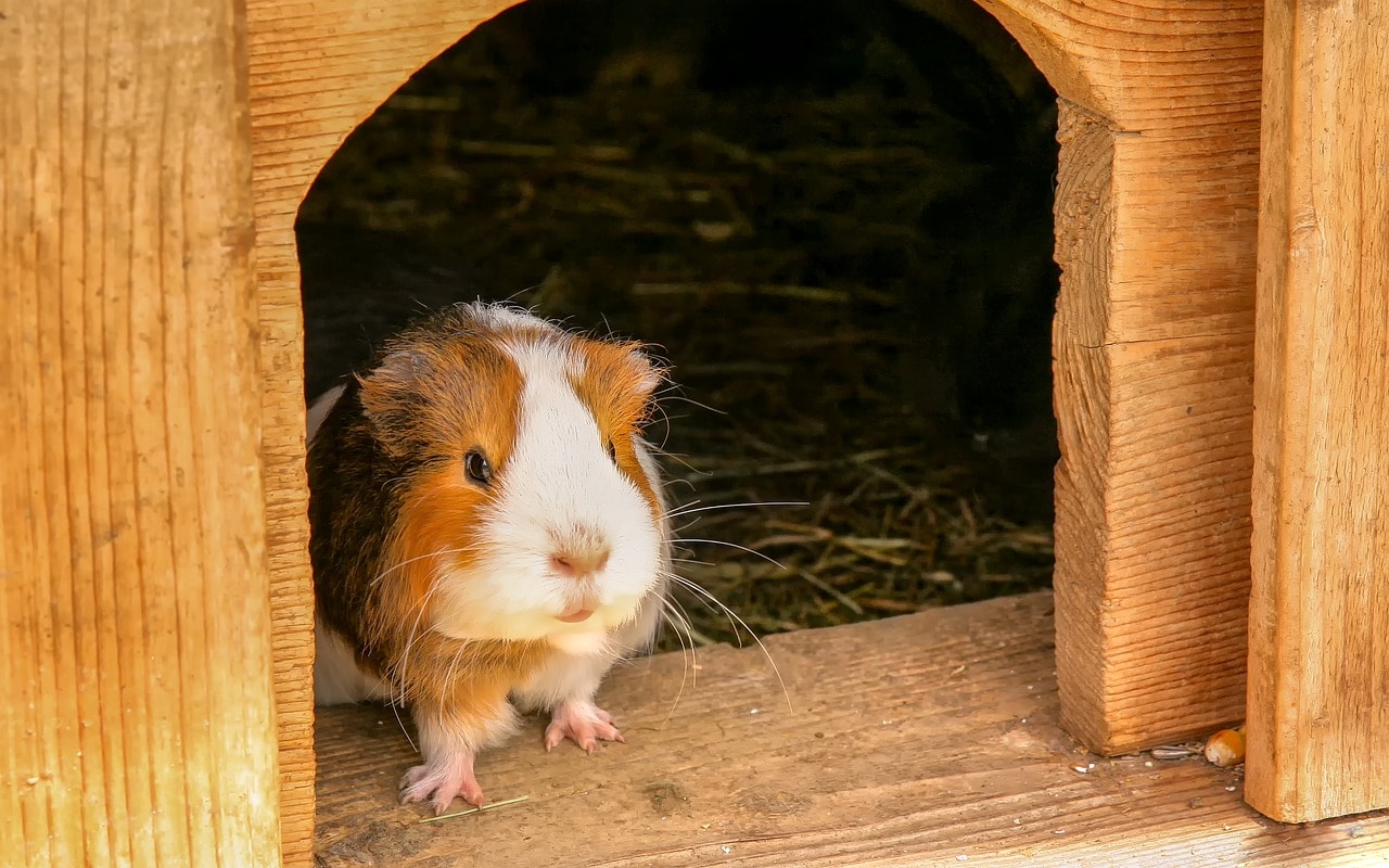 black and white guinea pig breed