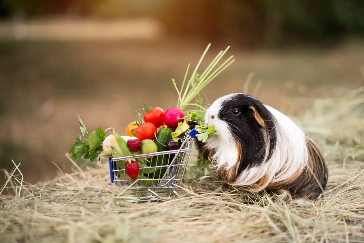 Guinea Pig Diet, Food & Nutrition Guide - Guinea Pig Hub