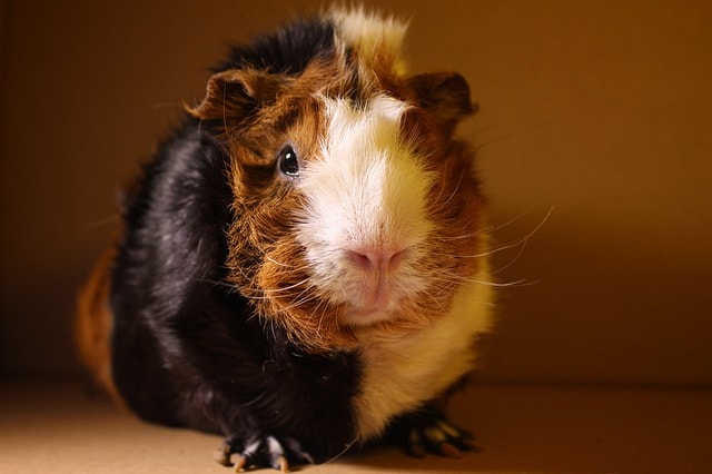 tri colored abyssinian guinea pig