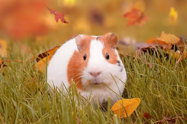 english guinea pig