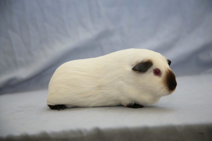 white californian guinea pig