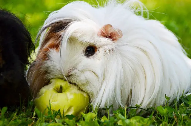 angora guinea pig for sale