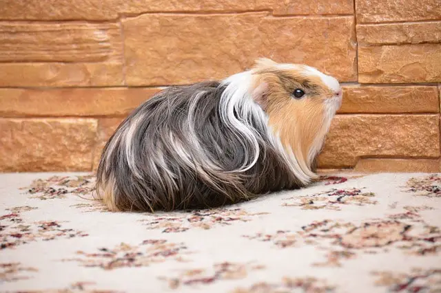 rare guinea pigs for sale