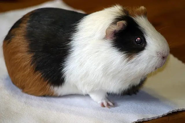 american teddy guinea pig