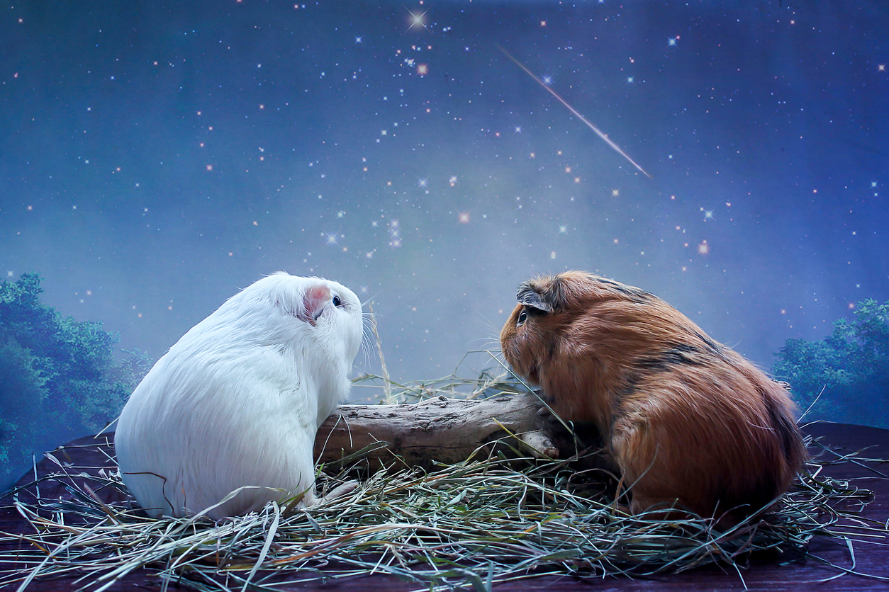 Can Guinea Pigs See in the Dark? - Guinea Pig Senses - Guinea Pig Hub