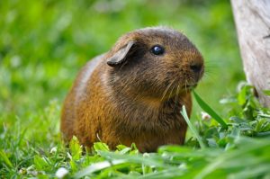 Can Guinea Pigs Get Fleas? : Care and Prevention - Guinea Pig Hub