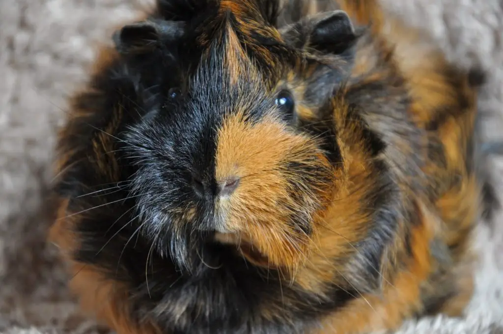 rosette brindle tricolor vivid jooinn