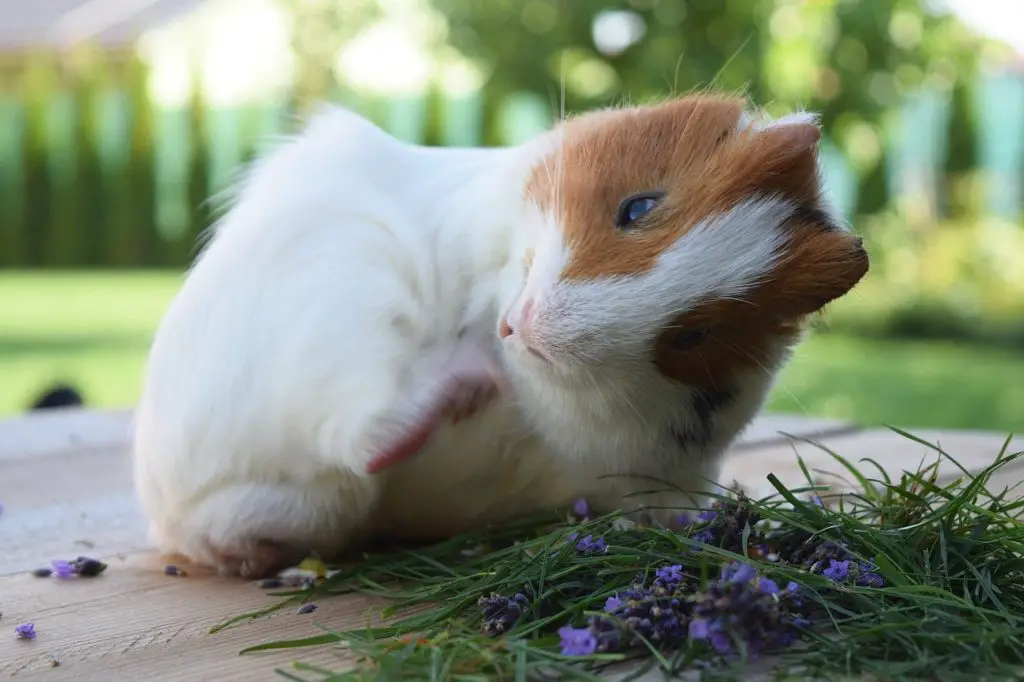 Can Guinea Pigs Get Fleas? : Care and Prevention - Guinea Pig Hub