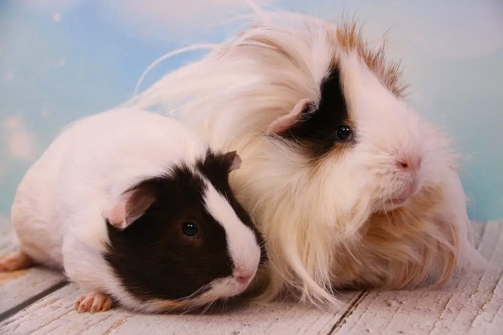 How Big Do Guinea Pigs Get? - From Pup to Adult: Sizing and Care Tips - Guinea Pig Hub