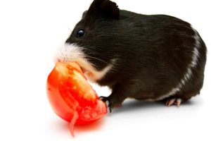 Can Guinea Pigs Eat Tomatoes? (Safety & Nutrition) (Safety & Nutrition