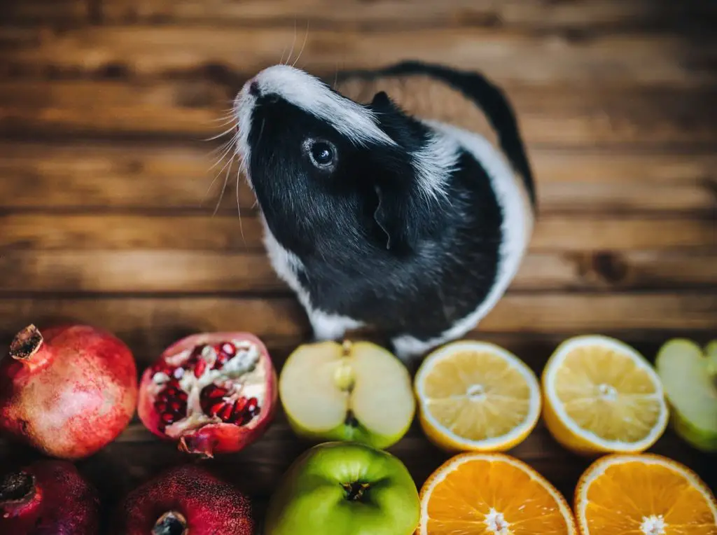 can guinea pigs eat fig leaves