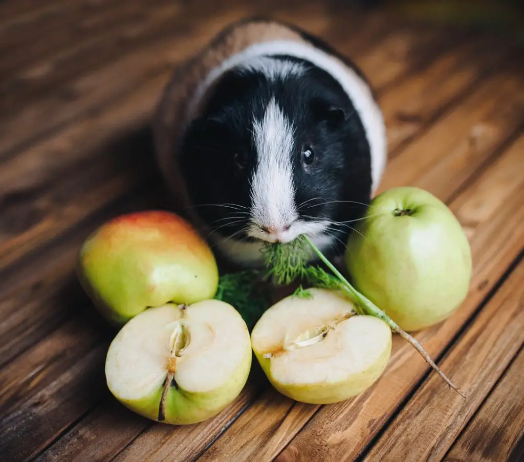 can guinea pigs eat honey