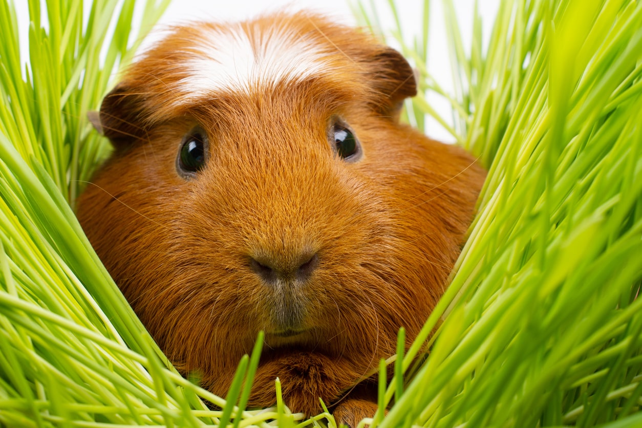 Can Guinea Pigs Live Alone? Happy Cavy Tips Guinea Pig Hub