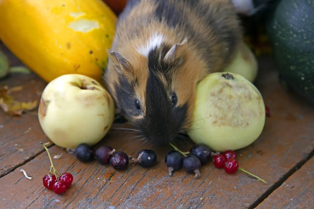 Can Guinea Pigs Eat Blueberries? Nutrition & Safety - Guinea Pig Hub