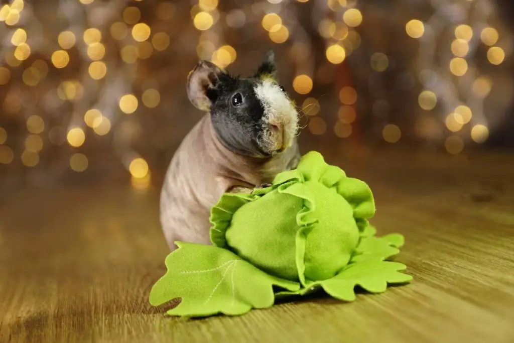 do guinea pigs eat cabbage