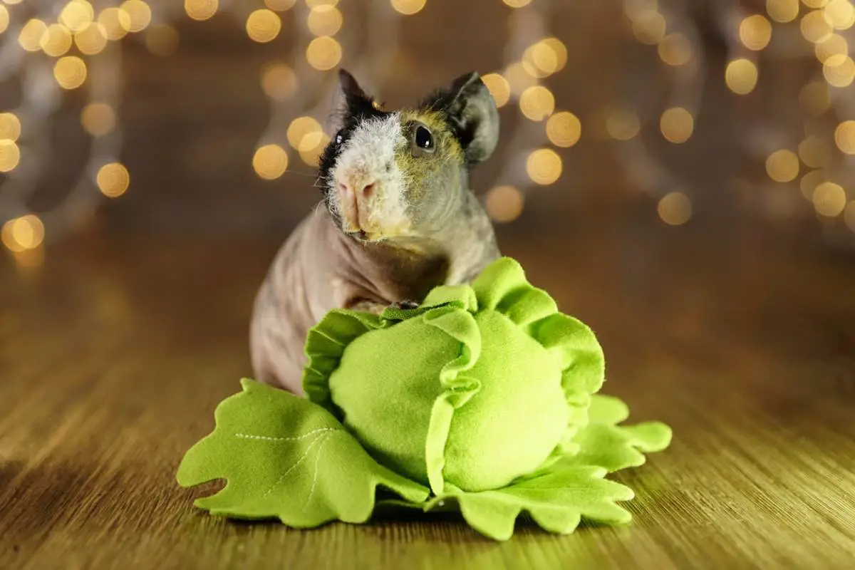 Can Guinea Pigs Eat Cabbage: Food Safety Guide - Guinea Pig Hub
