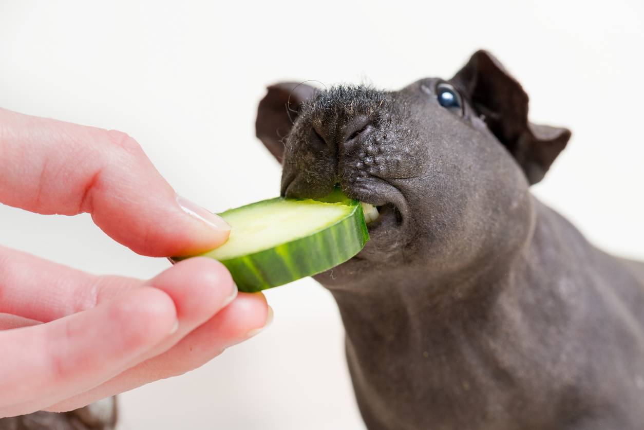 vegetables and fruits for guinea pigs