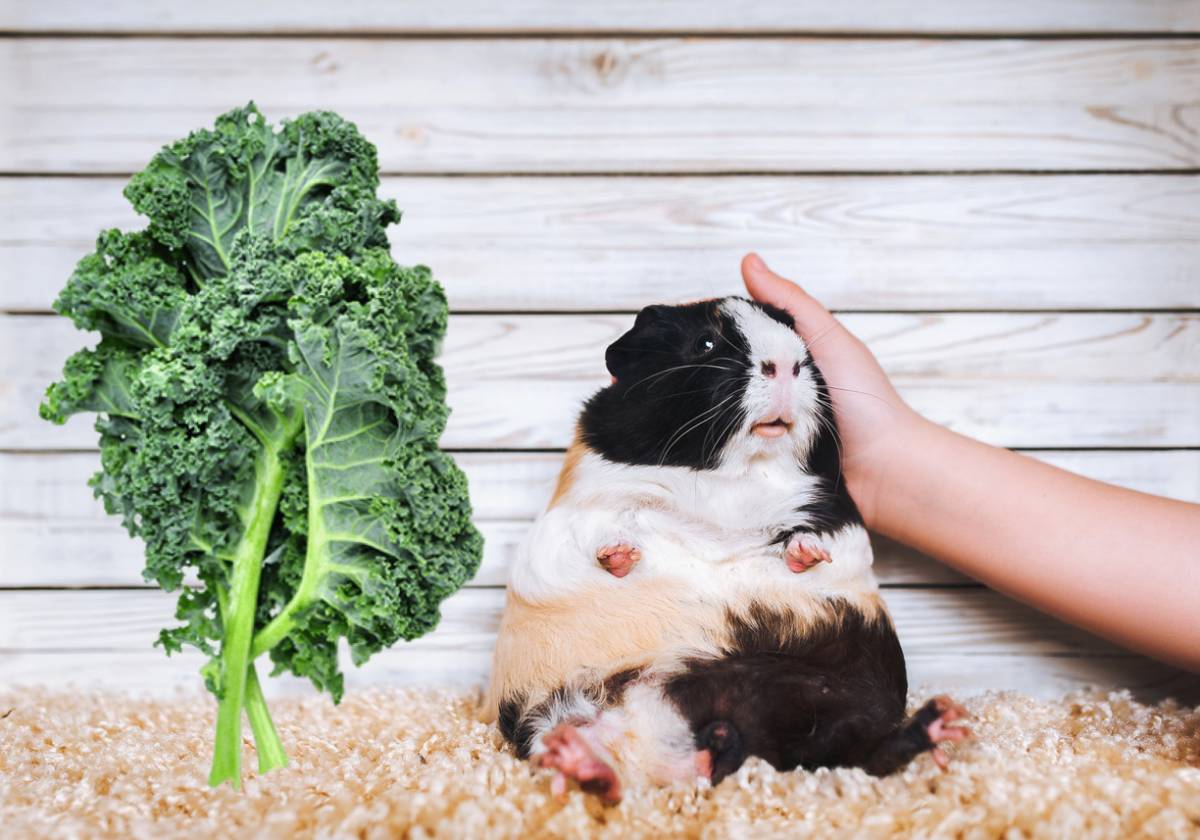 flea and tick protection brands