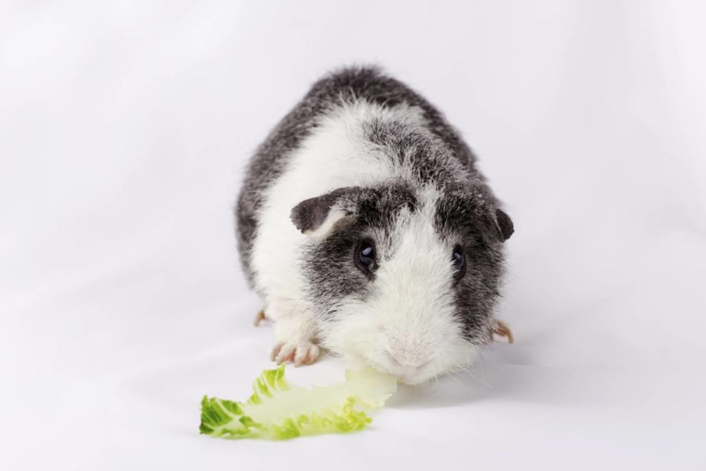 guinea pigs eat lettuce