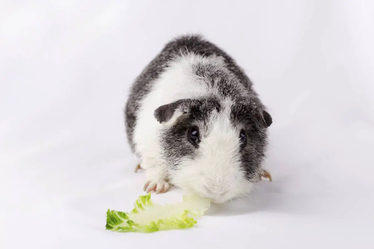 can guinea pigs eat cos lettuce