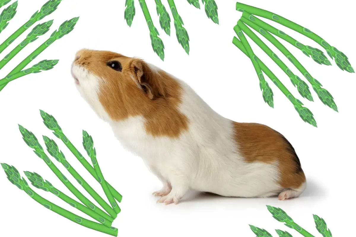 is asparagus good for guinea pigs