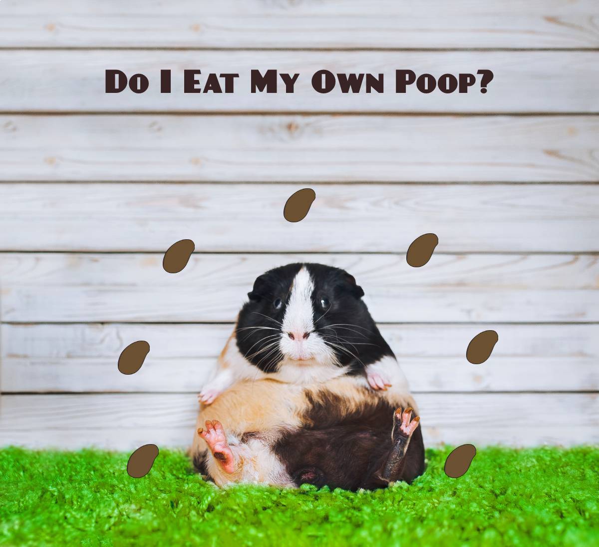 Why Do Guinea Pigs Eat Their Poop? - Health Guide - Guinea Pig Hub