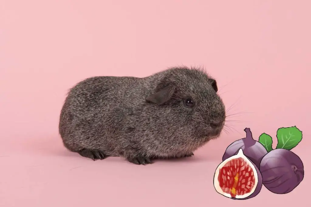 Can Guinea Pigs Eat Figs  : Discover the Safe and Healthy Fig Snacks for Your Furry Friend
