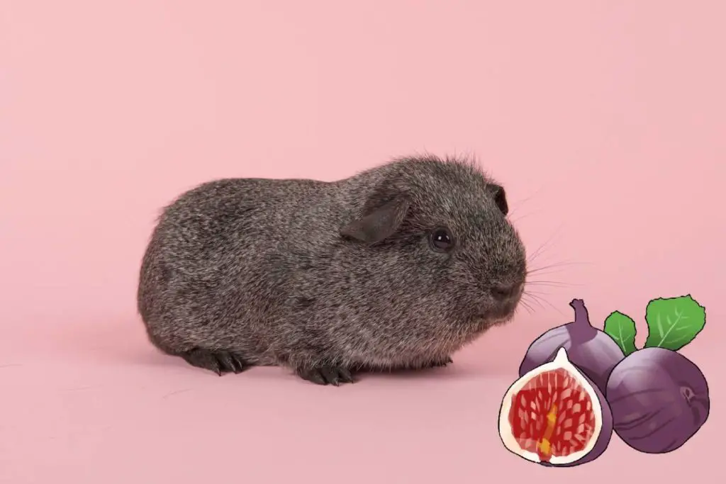Can Guinea Pigs Eat Figs Discover The Safe And Healthy Fig Snacks For can-guinea-pigs-eat-lettuce-a-comprehensive-guide-thepetfaq