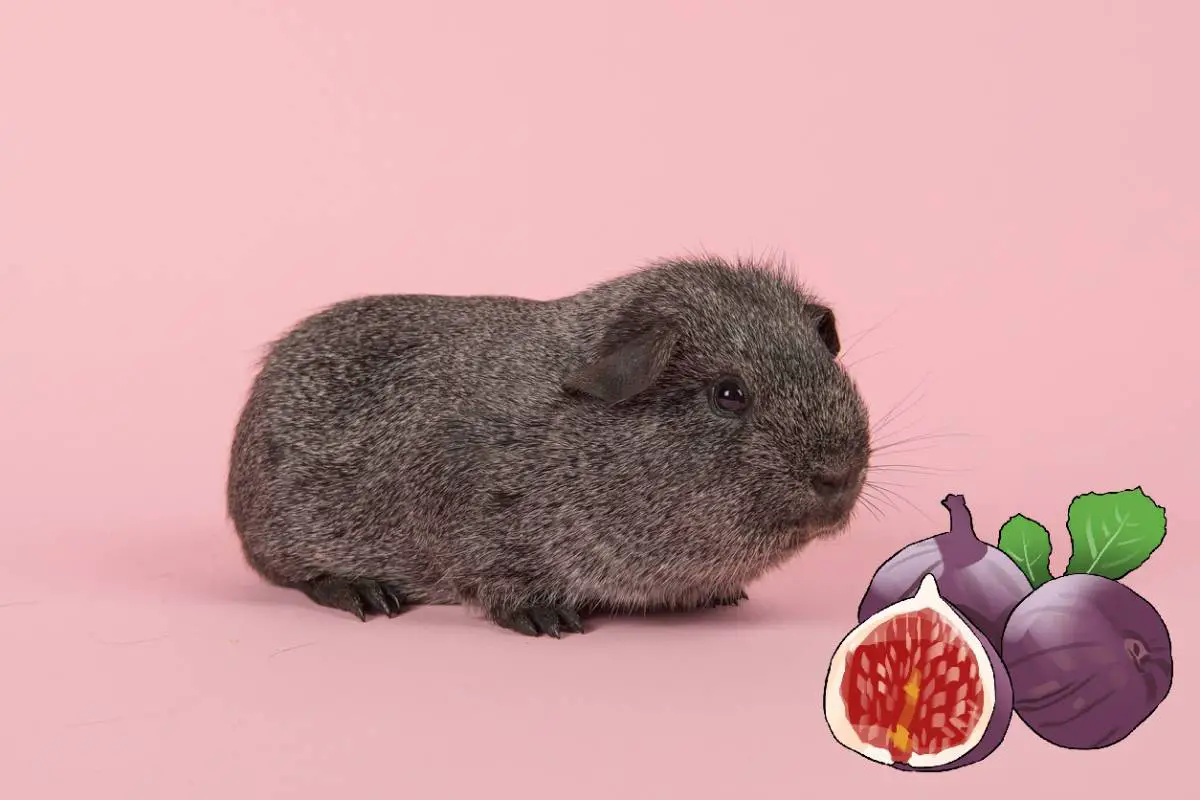 can guinea pigs eat fig leaves