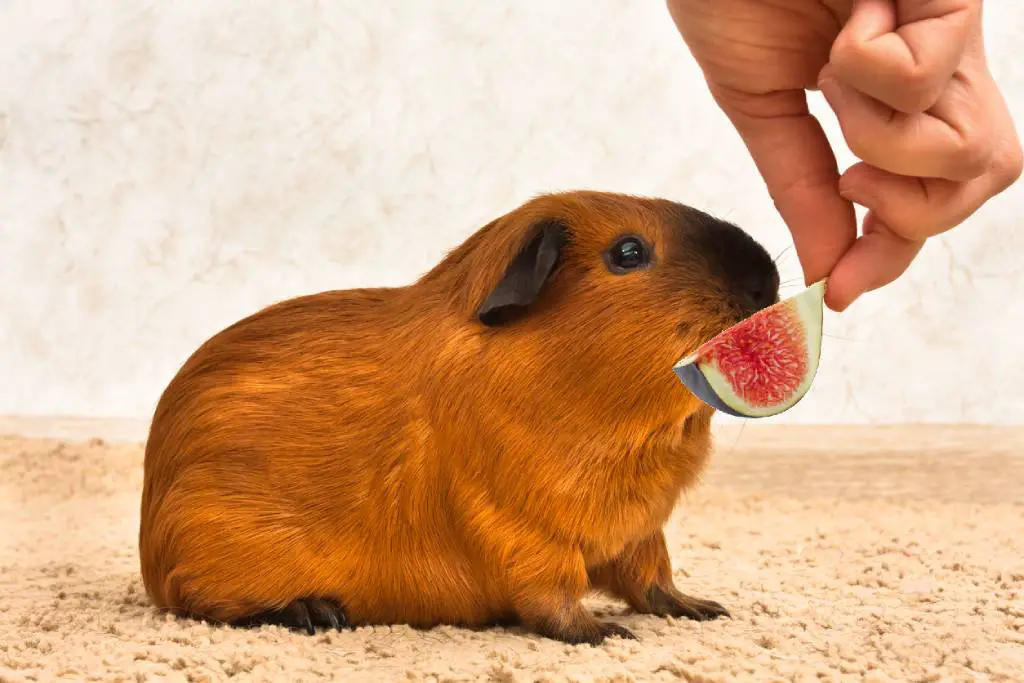 Jemand füttert seinem Meerschweinchen eine Scheibe Feige.