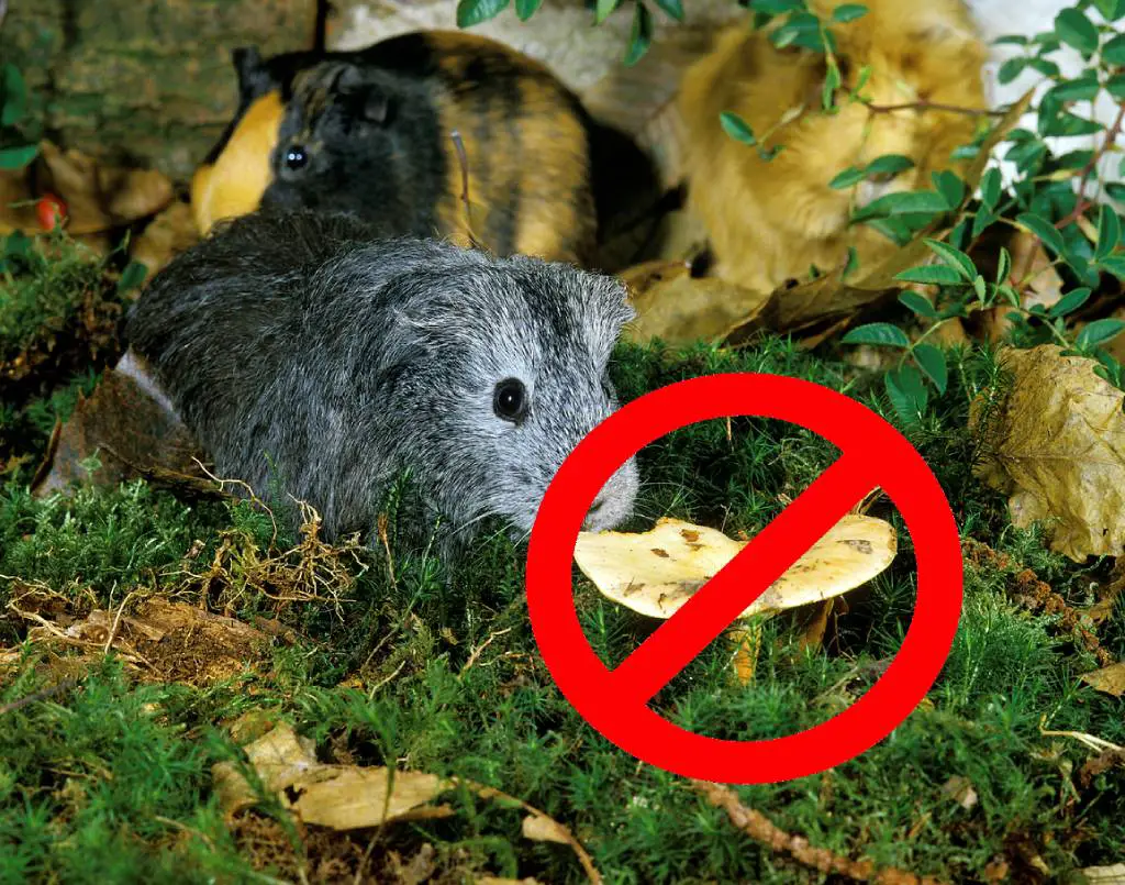 Giftiger Pilz, den Meerschweinchen nicht im Freien fressen sollten.