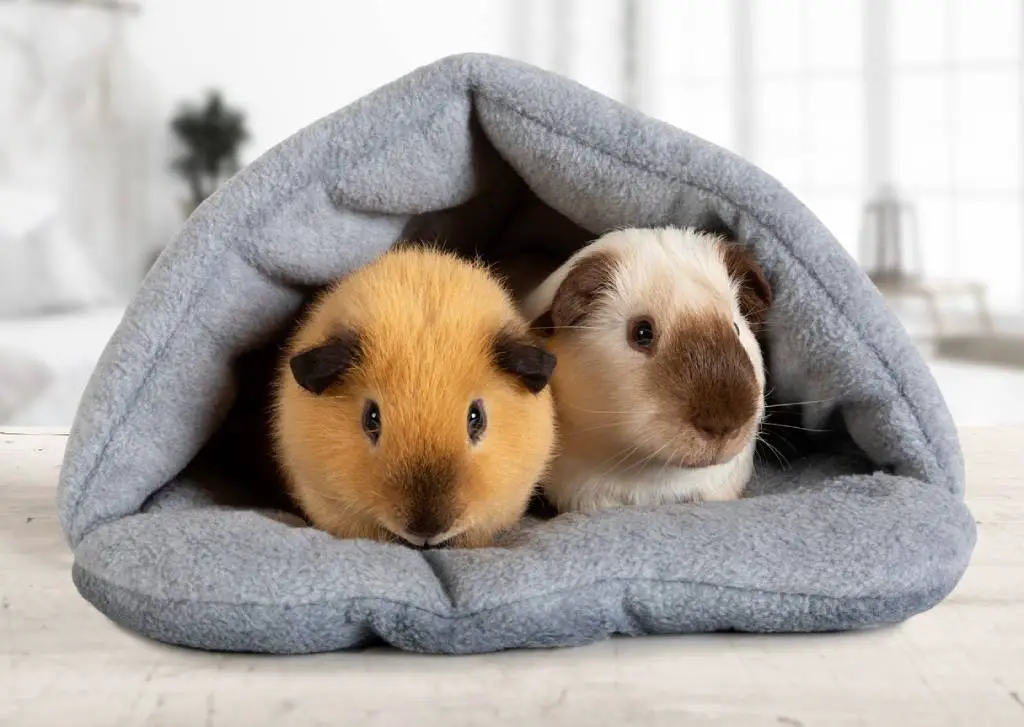 Two guinea pigs sitting in a soft hut calm because they are friends. 
